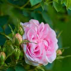 玫瑰花园照片美丽的粉红色的玫瑰花园