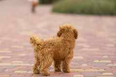 可爱的马耳他贵宾犬混合小狗马尔蒂普狗运行跳幸福的公园