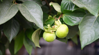 绿色苹果<strong>李子</strong>桃子树花园
