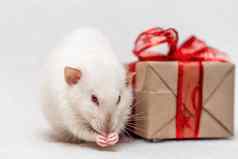 白色老鼠礼物老鼠坐在白色地毯礼物盒子红色的丝带