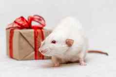 白色老鼠礼物老鼠坐在白色地毯礼物盒子红色的丝带