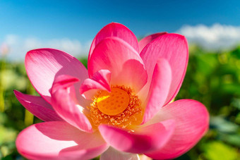粉红色的莲花花摇摆风莲属椰子背景绿色叶子莲花场湖自然环境