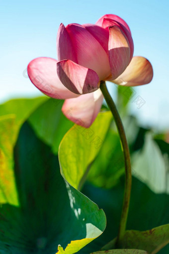 粉红色的莲花花摇摆风背景绿色叶子莲花场湖自然环境