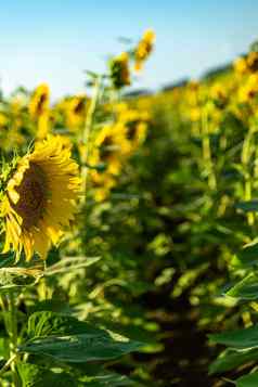 向日葵花农业场日益增长的向日葵生产