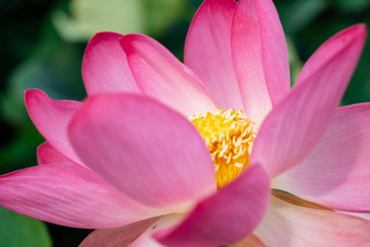 粉红色的<strong>莲花</strong>花摇摆风莲属椰子背景绿色叶子<strong>莲花</strong>场湖自然环境