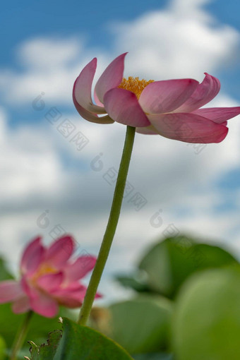 粉红色的<strong>莲花</strong>花摇摆风莲属椰子背景绿色叶子<strong>莲花</strong>场湖自然环境