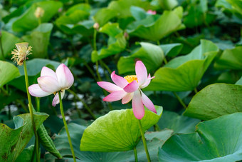 粉红色的莲花花摇摆风莲属椰子背景绿色叶子莲花场湖自然环境