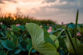 日<strong>出场</strong>荷花粉红色的莲花莲属椰子摇摆风背景绿色叶子莲花场湖自然环境