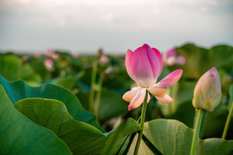 日出场荷花粉红色的莲花莲属椰子摇摆风<strong>背景绿色</strong>叶子莲花场湖自然环境