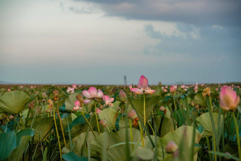 日<strong>出场</strong>荷花粉红色的莲花莲属椰子摇摆风<strong>背景</strong>绿色叶子莲花场湖自然环境