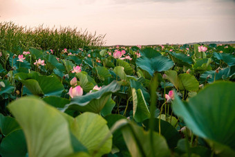 日<strong>出场</strong>荷花粉红色的莲花莲属椰子摇摆风背景绿色叶子莲花场湖自然环境