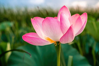 日出场荷花粉红色的莲花莲属椰子摇摆风<strong>背景</strong>绿色叶子莲花场湖自然环境