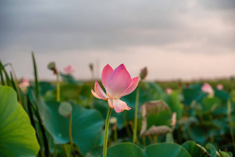 日出场荷花粉红色的<strong>莲花</strong>莲属椰子摇摆风背景绿色叶子<strong>莲花</strong>场湖自然环境