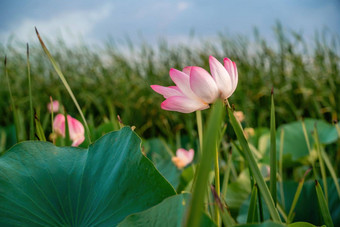 日出场荷花粉红色的<strong>莲花</strong>莲属椰子摇摆风背景绿色叶子<strong>莲花</strong>场湖自然环境