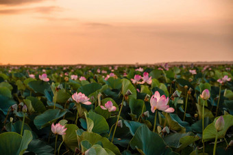 日出场荷花粉红色的<strong>莲花</strong>莲属椰子摇摆风背景绿色叶子<strong>莲花</strong>场湖自然环境