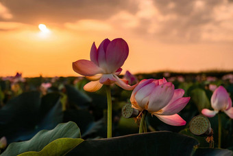 日出场荷花粉红色的<strong>莲</strong>花<strong>莲</strong>属椰子摇摆风背景绿色叶子<strong>莲</strong>花场湖自然环境