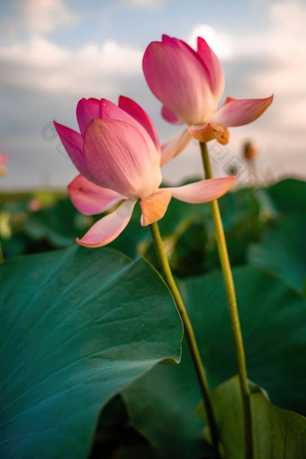 日出场荷花粉红色的<strong>莲花</strong>莲属椰子摇摆风背景绿色叶子<strong>莲花</strong>场湖自然环境