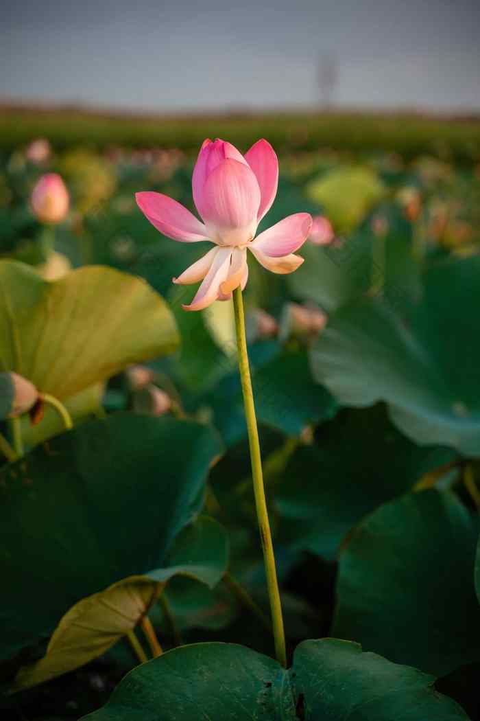 日出场荷花粉红色的莲花莲属椰子摇摆风背景绿色叶子莲花场湖自然环境