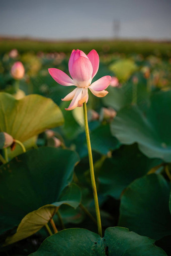 日出场荷花粉红色的莲花莲属椰子摇摆风<strong>背景绿色</strong>叶子莲花场湖自然环境