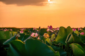 日出场荷花粉红色的莲花莲属椰子摇摆风背景绿色叶子莲花场湖自然环境