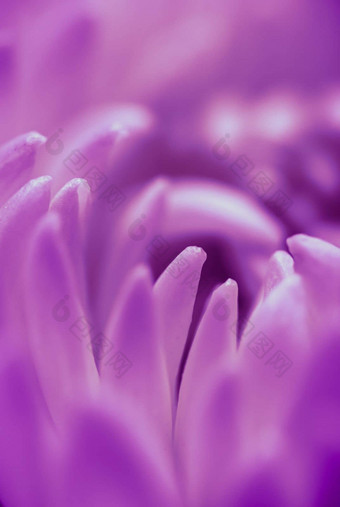 摘要花背景紫色的黛西花花瓣