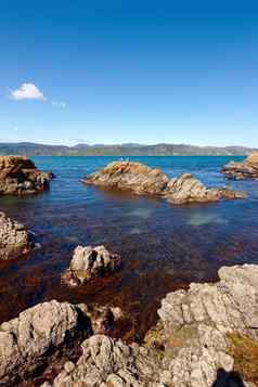 海岸惠灵顿新西兰海滩海洋新西兰