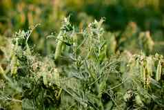 豆荚成熟绿色豌豆特写镜头绿色(2008年)豆荚成熟布什蔬菜花园日益增长的绿色豌豆成熟绿色豌豆日益增长的有机食物