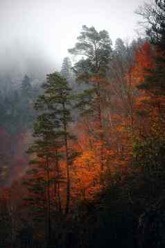 秋天山腰绿色松树发光的黄色的叶子山背景野生森林景观秋天森林山坏天气旅游山