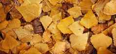 背景黄色的叶子美丽的秋天叶子谎言密集的地毯视图下降叶子杨树树
