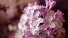 苍白的淡紫色花瓣盛开的淡紫色特写镜头
