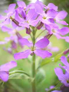 盛开的淡紫色夹竹桃花花园特写镜头