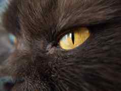 猫部分动物的鼻口眼睛鼻子特写镜头