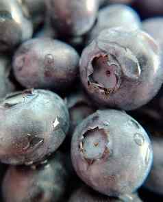 花园成熟的大蓝莓下降水特写镜头
