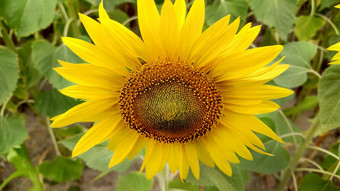 农业植物黄色的<strong>向日葵</strong>完整的布鲁姆特写镜头