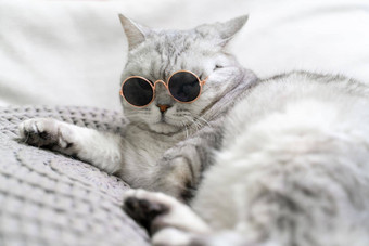 苏格兰直猫眼镜光针织背景有趣的宠物