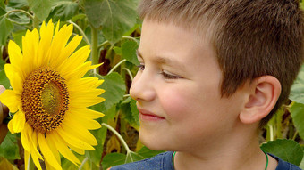 男孩弄脏的向日葵花粉夏天一天