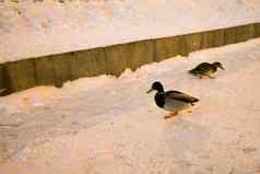 鸟动物野生动物冬天概念鸭子雪晚上时间游泳附近的水公园城市景观