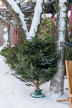 圣诞节树云杉圣诞节分支机构装饰农场市场出售冬天假期季节