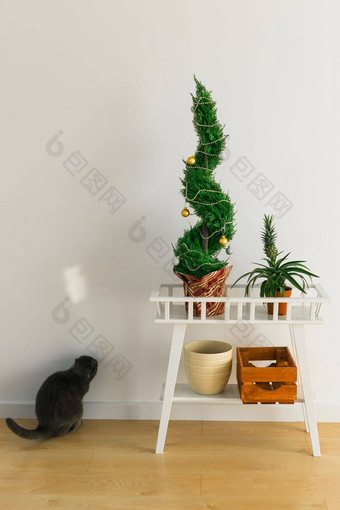 室内柏树图亚能装修球圣诞节树猫坐在替代树圣诞节