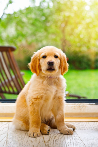 可爱的霍瓦沃特年轻的小狗可爱的金寻回犬小狗甜蜜的小狗阳光明媚的一天