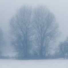 背景树雾自然冬天时间树树干概念木环境