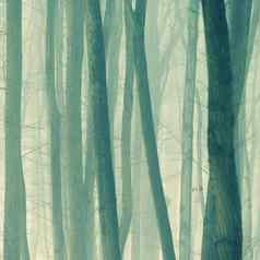 背景树雾自然冬天时间树树干概念木环境