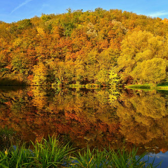 秋天时间美丽的景观色彩斑斓的树户外自然背景秋天时间