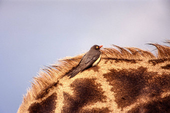 redbilledoxpecker