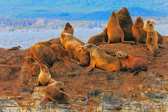 海狮子海豹小猎犬号通道土地的火ushuaia阿根廷