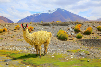 火焰<strong>高高</strong>度骆驼科南美国玻利维亚Altiplano