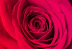 特写镜头摘要图像粉红色的玫瑰花瓣情人节一天爱婚礼概念