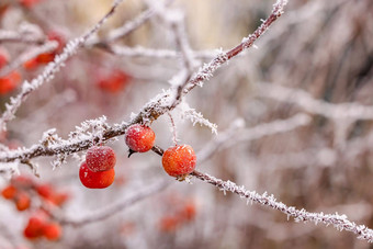 红色的浆果霜冰晶体孤立的冬天背景