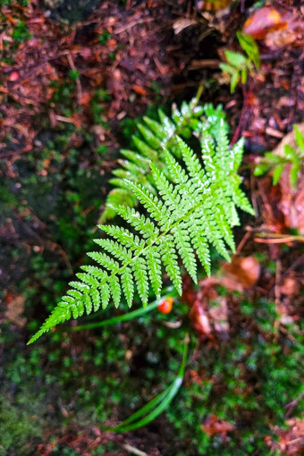 特写镜头盛开的绿色<strong>蕨类植物</strong>森林样本自然<strong>蕨类植物</strong>自然<strong>蕨类植物</strong>