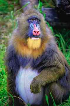 可爱的心轴灵长类动物猴子休息害羞的眼睛刚果非洲赤道